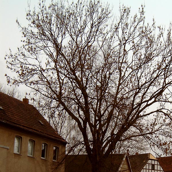Baumpflege in Leipzig